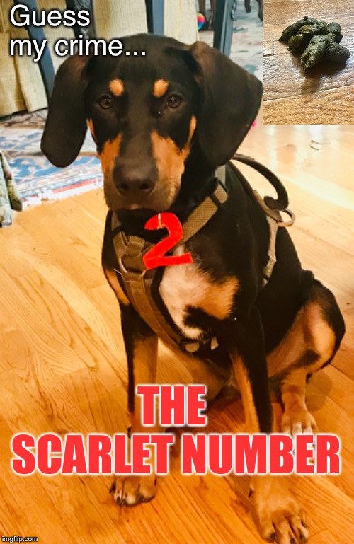 The Scarlet Number: canine crimes | Guess my crime... THE SCARLET NUMBER | image tagged in bad dog,potty humor,cute puppies,dog poop,funny animals | made w/ Imgflip meme maker