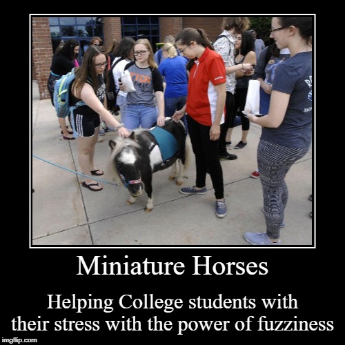And blind people too | image tagged in demotivationals,horse,college,student,stress,aww | made w/ Imgflip demotivational maker