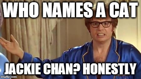 Austin Powers Honestly Meme | WHO NAMES A CAT JACKIE CHAN? HONESTLY | image tagged in memes,austin powers honestly | made w/ Imgflip meme maker