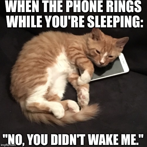 Huh? Hmm… What? No, I Wasn't Sleeping! | WHEN THE PHONE RINGS WHILE YOU'RE SLEEPING:; "NO, YOU DIDN'T WAKE ME." | image tagged in cellular cat,sleeping,phone call,cell phone,lies,phone | made w/ Imgflip meme maker