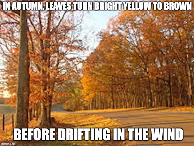 Autumn | IN AUTUMN, LEAVES TURN BRIGHT YELLOW TO BROWN; BEFORE DRIFTING IN THE WIND | image tagged in autumn,memes | made w/ Imgflip meme maker
