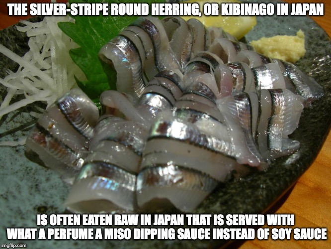Kibinago Sashimi | THE SILVER-STRIPE ROUND HERRING, OR KIBINAGO IN JAPAN; IS OFTEN EATEN RAW IN JAPAN THAT IS SERVED WITH WHAT A PERFUME A MISO DIPPING SAUCE INSTEAD OF SOY SAUCE | image tagged in kibinago,sashimi,fish,memes,japanese | made w/ Imgflip meme maker