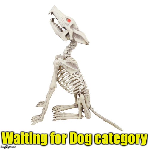 Wait here with the cats | Waiting for Dog category | image tagged in memes,dogs,waiting | made w/ Imgflip meme maker