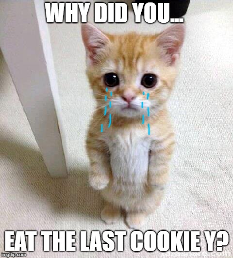 Cute Cat Meme | WHY DID YOU... EAT THE LAST COOKIE Y? | image tagged in memes,cute cat | made w/ Imgflip meme maker