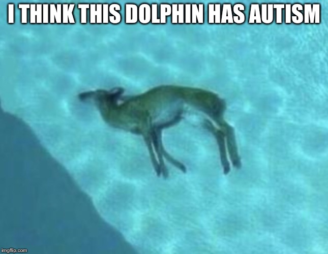 Autism | I THINK THIS DOLPHIN HAS AUTISM | image tagged in autism,dolphin,deer,drown,pool | made w/ Imgflip meme maker