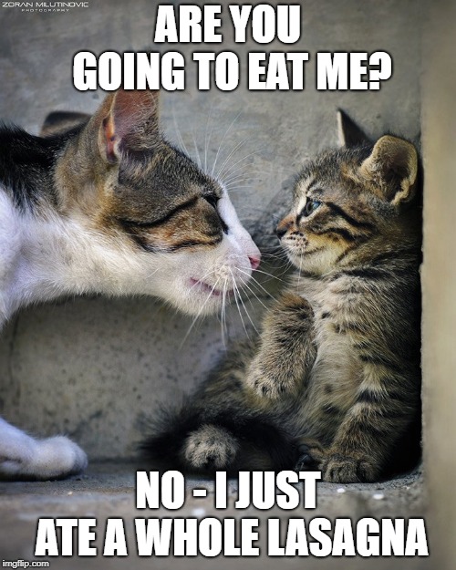BULLY CAT | ARE YOU GOING TO EAT ME? NO - I JUST ATE A WHOLE LASAGNA | image tagged in bully cat | made w/ Imgflip meme maker