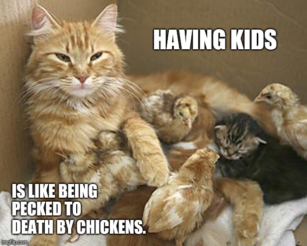 My Cat Meme | HAVING KIDS; IS LIKE BEING PECKED TO DEATH BY CHICKENS. | image tagged in memes,meme,funny cat memes,meanwhile on imgflip,too funny,cat memes | made w/ Imgflip meme maker