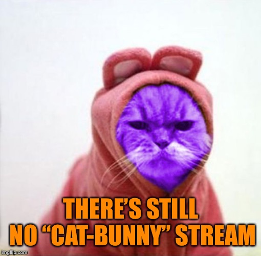 Sullen RayCat | THERE’S STILL NO “CAT-BUNNY” STREAM | image tagged in sullen raycat | made w/ Imgflip meme maker
