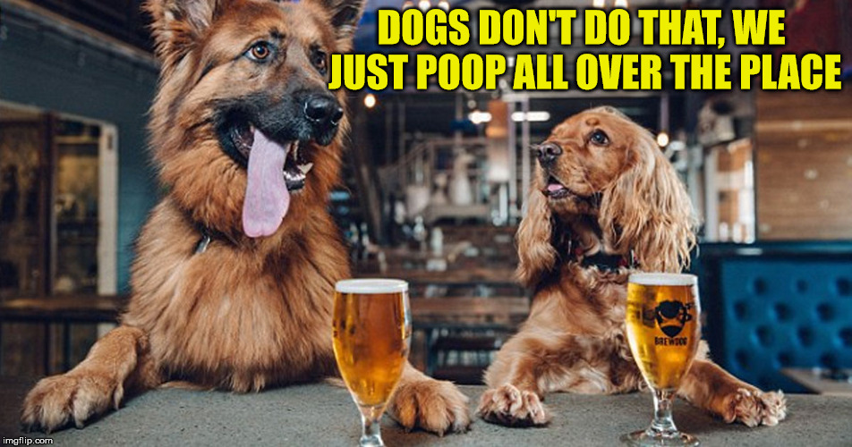 dog drinking | DOGS DON'T DO THAT, WE JUST POOP ALL OVER THE PLACE | image tagged in dog drinking | made w/ Imgflip meme maker