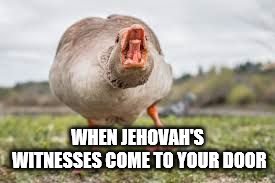 When Jehovah's Witnesses come to your door.  | WHEN JEHOVAH'S WITNESSES COME TO YOUR DOOR | image tagged in hissing goose,goose,jehovah's witness,religion,christian,christianity | made w/ Imgflip meme maker