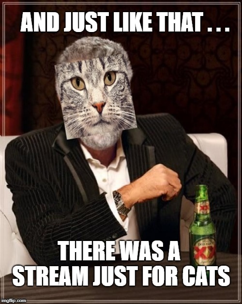 AND JUST LIKE THAT . . . THERE WAS A STREAM JUST FOR CATS | image tagged in cat,meanwhile on imgflip,and just like that,much wow,the most interesting cat in the world | made w/ Imgflip meme maker