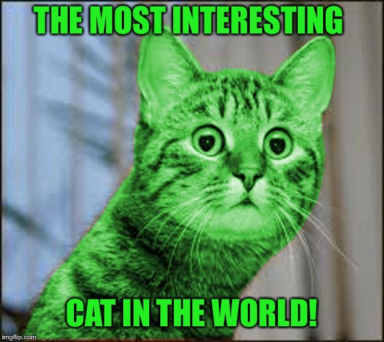 RayCat WTF | THE MOST INTERESTING CAT IN THE WORLD! | image tagged in raycat wtf | made w/ Imgflip meme maker