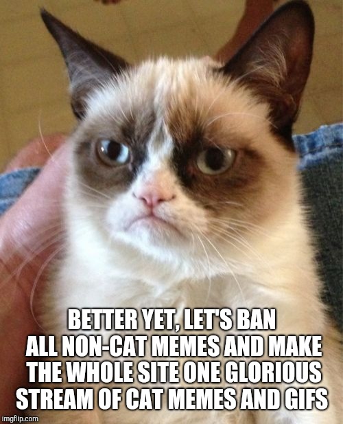 Grumpy Cat Meme | BETTER YET, LET'S BAN ALL NON-CAT MEMES AND MAKE THE WHOLE SITE ONE GLORIOUS STREAM OF CAT MEMES AND GIFS | image tagged in memes,grumpy cat | made w/ Imgflip meme maker