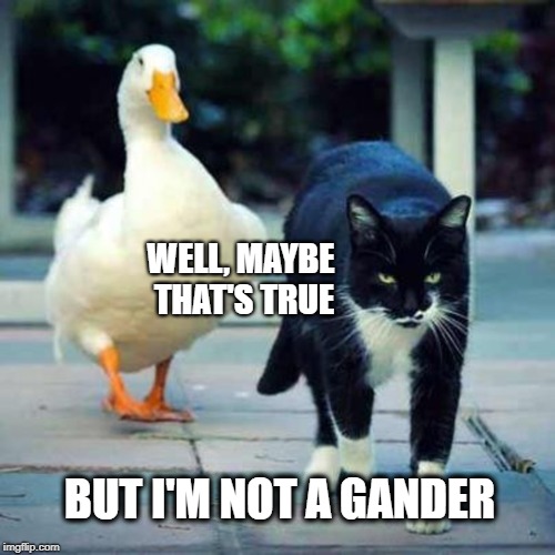 Good for the Goose | WELL, MAYBE THAT'S TRUE; BUT I'M NOT A GANDER | image tagged in goose,cat,sayings,qoutes,funny cat memes,philosophy | made w/ Imgflip meme maker