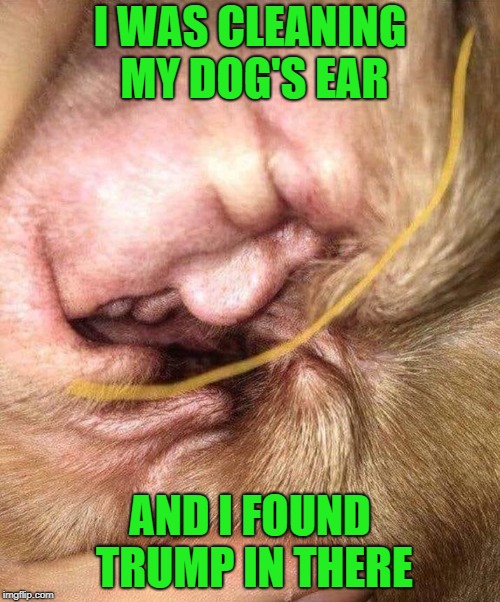 I can't go anywhere without seeing him!!! | I WAS CLEANING MY DOG'S EAR; AND I FOUND TRUMP IN THERE | image tagged in dog's ear,memes,donald trump,funny,dogs,animals | made w/ Imgflip meme maker