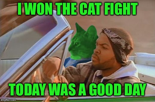 Driving RayCat | I WON THE CAT FIGHT TODAY WAS A GOOD DAY | image tagged in driving raycat | made w/ Imgflip meme maker