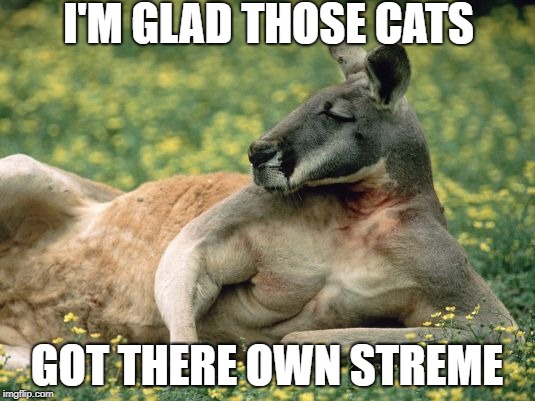 It's roo time | I'M GLAD THOSE CATS; GOT THERE OWN STREME | image tagged in cats,kangaroo | made w/ Imgflip meme maker
