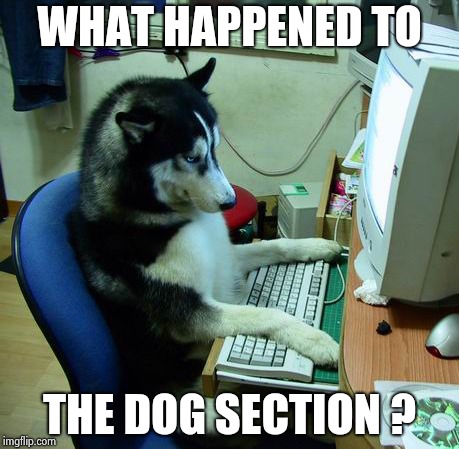 I Have No Idea What I Am Doing Meme | WHAT HAPPENED TO THE DOG SECTION ? | image tagged in memes,i have no idea what i am doing | made w/ Imgflip meme maker