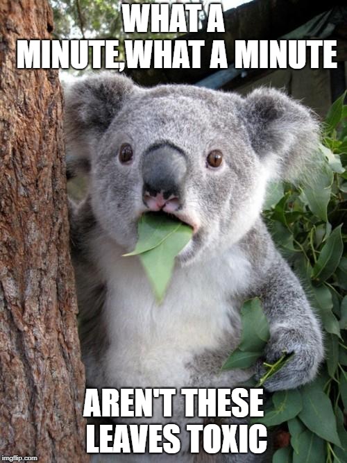 Surprised Koala | WHAT A MINUTE,WHAT A MINUTE; AREN'T THESE LEAVES TOXIC | image tagged in memes,surprised koala | made w/ Imgflip meme maker