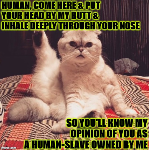 HUMAN, COME HERE & PUT YOUR HEAD BY MY BUTT & INHALE DEEPLY THROUGH YOUR NOSE; SO YOU'LL KNOW MY OPINION OF YOU AS A HUMAN-SLAVE OWNED BY ME | image tagged in sniff my butt | made w/ Imgflip meme maker