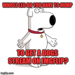 Family Guy's Brian fights fascist feline favoritism! |  WHOSE LEG DO YOU HAVE TO HUMP; TO GET A DOGS STREAM ON IMGFLIP? | image tagged in memes,family guy brian,dogs,imgflip,political correctness,new rules | made w/ Imgflip meme maker