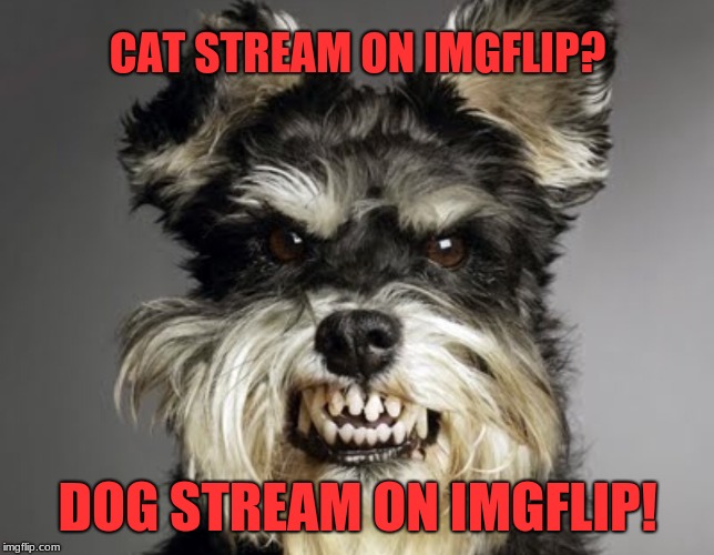 Cats and dogs, living together... well, segregated. So technically, not living together, but on the same street. | CAT STREAM ON IMGFLIP? DOG STREAM ON IMGFLIP! | image tagged in mean dog,memes,imgflip,political correctness,new rules,cats and dogs | made w/ Imgflip meme maker