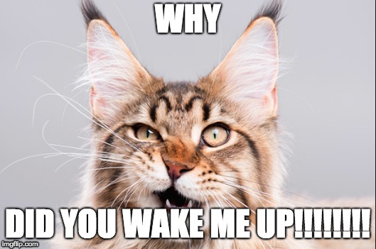 WHY; DID YOU WAKE ME UP!!!!!!!! | image tagged in funny cats | made w/ Imgflip meme maker