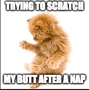 TRYING TO SCRATCH; MY BUTT AFTER A NAP | image tagged in cats | made w/ Imgflip meme maker