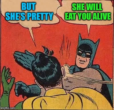 Batman Slapping Robin Meme | BUT SHE’S PRETTY SHE WILL EAT YOU ALIVE | image tagged in memes,batman slapping robin | made w/ Imgflip meme maker