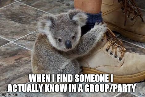 Koala found someone | WHEN I FIND SOMEONE I ACTUALLY KNOW IN A GROUP/PARTY | image tagged in koala found someone | made w/ Imgflip meme maker