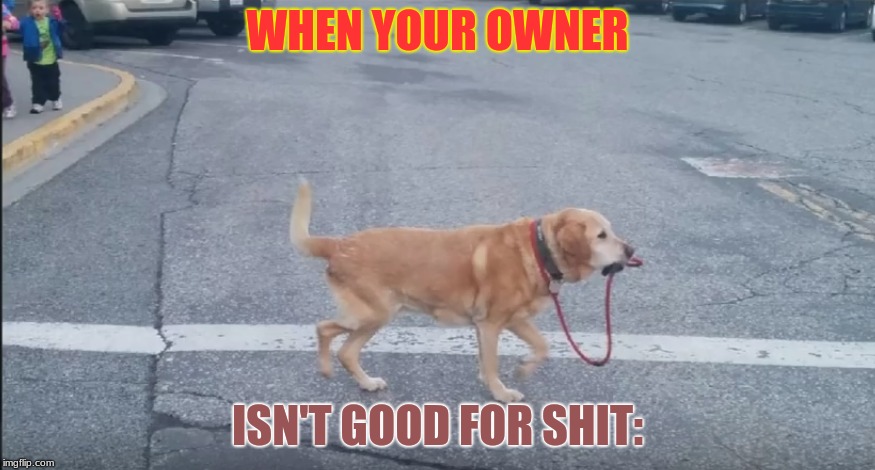 Either His Owner Lost Him or He's on America's Got Talent! | WHEN YOUR OWNER; ISN'T GOOD FOR SHIT: | image tagged in memes,funny,animals,dogs,self walking | made w/ Imgflip meme maker