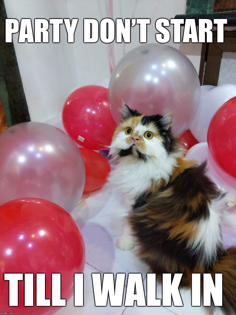 Coco the cat | PARTY DON’T START; TILL I WALK IN | image tagged in coco the cat | made w/ Imgflip meme maker