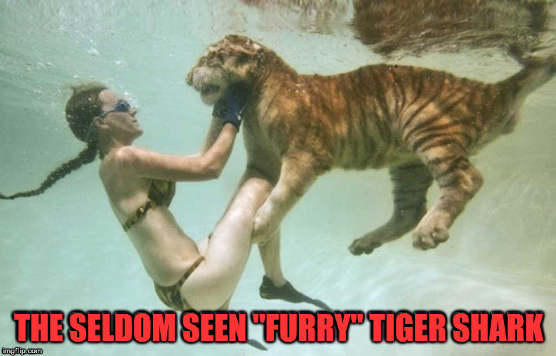 Rare sighting of the tiger shark | THE SELDOM SEEN "FURRY" TIGER SHARK | image tagged in memes,cat,swimming,diving,pet humor,shark | made w/ Imgflip meme maker