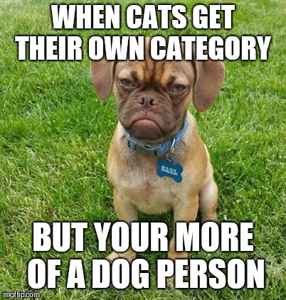 Grumpy Dog | WHEN CATS GET THEIR OWN CATEGORY; BUT YOUR MORE OF A DOG PERSON | image tagged in grumpy dog | made w/ Imgflip meme maker