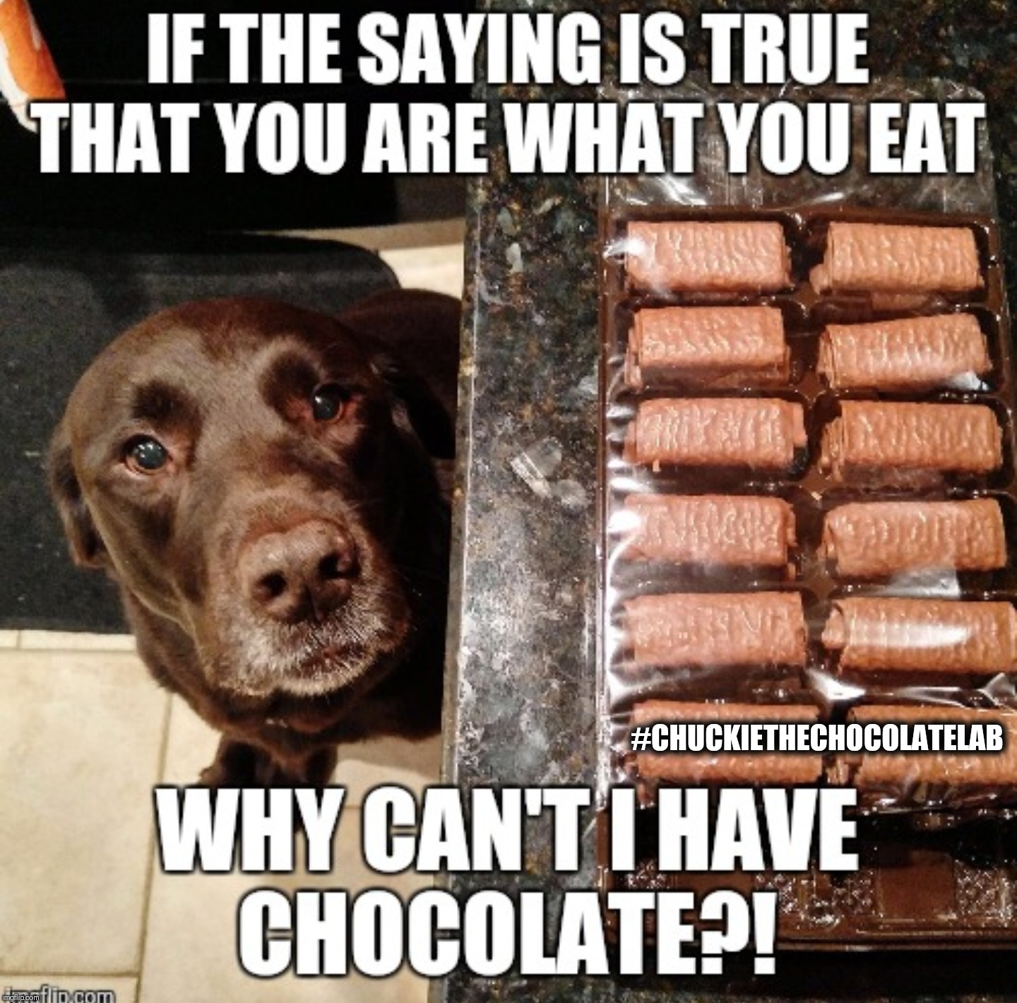 Why can't I have chocolate?  |  #CHUCKIETHECHOCOLATELAB | image tagged in chuckie the chocolate lab,chocolate,memes,funny,dogs,cute | made w/ Imgflip meme maker