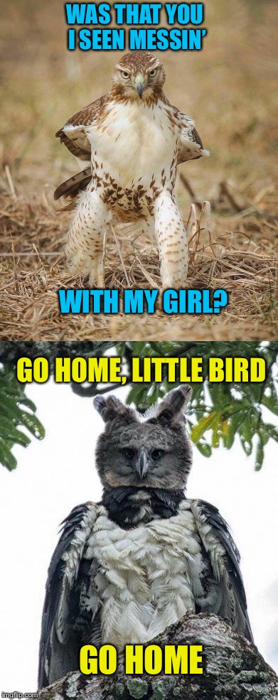 Cowboy Hawk vs, Harpy Eagle | WAS THAT YOU I SEEN MESSIN’; WITH MY GIRL? GO HOME, LITTLE BIRD; GO HOME | image tagged in birds,hawk,eagle,memes,funny animals | made w/ Imgflip meme maker