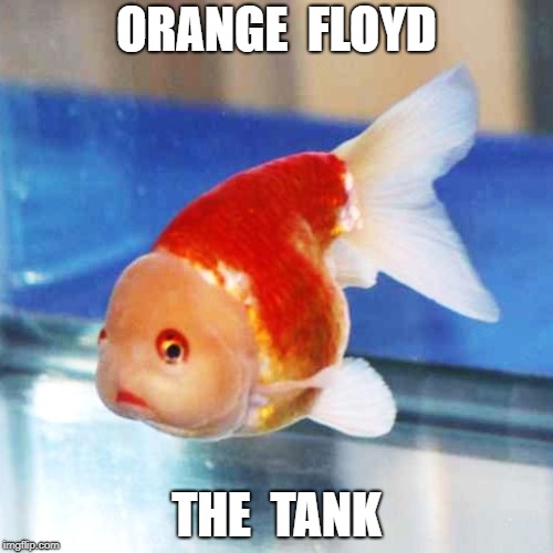 ORANGE  FLOYD; THE  TANK | made w/ Imgflip meme maker