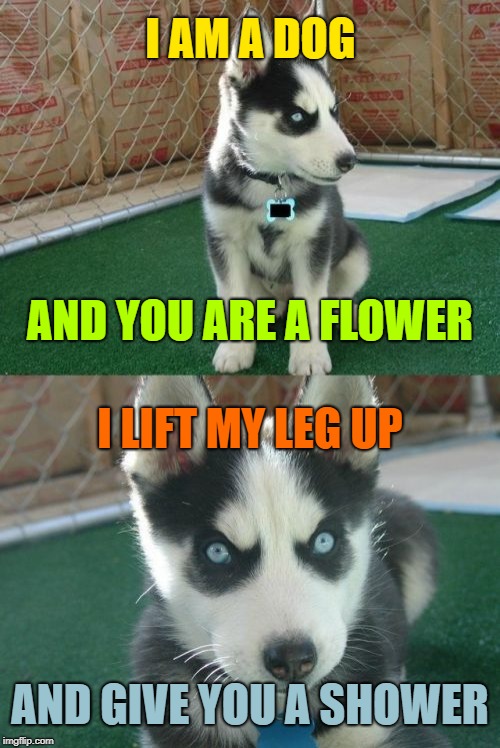 I'm gonna keep posting everything besides cats in the "CAT STREAM" until they are returned to the general page. | I AM A DOG; AND YOU ARE A FLOWER; I LIFT MY LEG UP; AND GIVE YOU A SHOWER | image tagged in memes,insanity puppy,cats don't need no separate stream,i'll be protesting | made w/ Imgflip meme maker