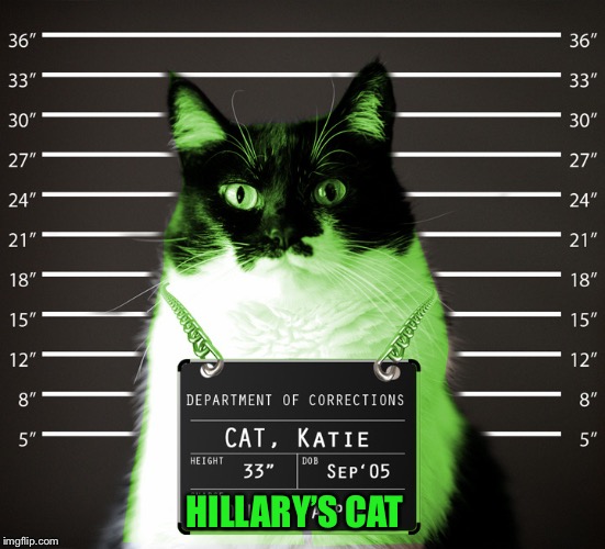 RayCat Incarcerated | HILLARY’S CAT | image tagged in raycat incarcerated | made w/ Imgflip meme maker