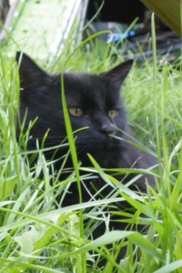 Edgar Blank Meme Template