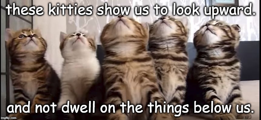 five kittens show us to look upward. | these kitties show us to look upward. and not dwell on the things below us. | image tagged in kittens looking up,memes,hope and faith | made w/ Imgflip meme maker