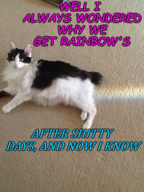 image tagged in rainbow,cat,funny,meme | made w/ Imgflip meme maker