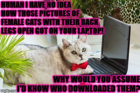 HUMAN I HAVE NO IDEA HOW THOSE PICTURES OF FEMALE CATS WITH THEIR BACK LEGS OPEN GOT ON YOUR LAPTOP! WHY WOULD YOU ASSUME I'D KNOW WHO DOWNLOADED THEM? | image tagged in i didn't do it | made w/ Imgflip meme maker