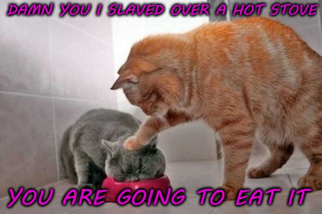 DAMN YOU I SLAVED OVER A HOT STOVE; YOU ARE GOING TO EAT IT | image tagged in funny,cat,eat | made w/ Imgflip meme maker
