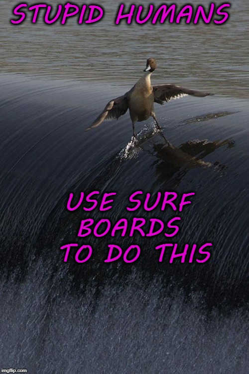 STUPID HUMANS; USE SURF BOARDS  TO DO THIS | image tagged in funny,animal,surfing | made w/ Imgflip meme maker