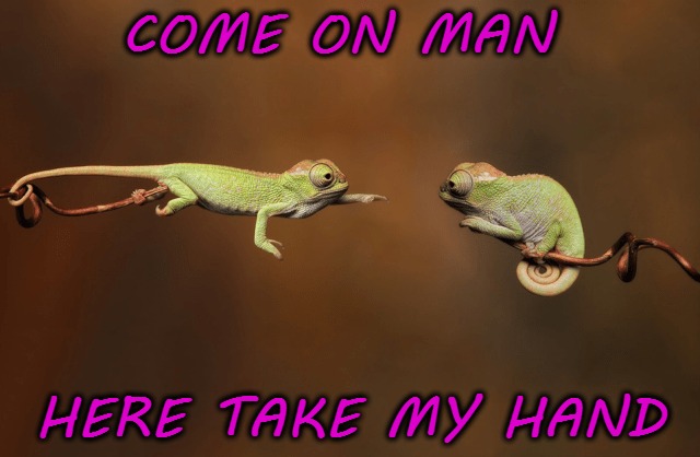 COME ON MAN; HERE TAKE MY HAND | image tagged in funny,animal,meme | made w/ Imgflip meme maker