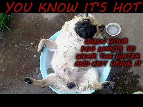 WHEN YOUR DOG WANTS TO WEAR THE WATER AND NOT DRINK IT; YOU KNOW IT'S HOT | image tagged in funny,animal,hot | made w/ Imgflip meme maker