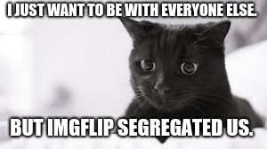 Return the cats to mainstream!  | I JUST WANT TO BE WITH EVERYONE ELSE. BUT IMGFLIP SEGREGATED US. | image tagged in cats | made w/ Imgflip meme maker