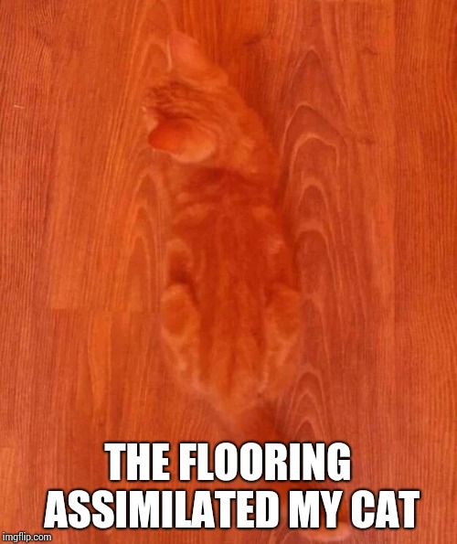 THE FLOORING ASSIMILATED MY CAT | made w/ Imgflip meme maker