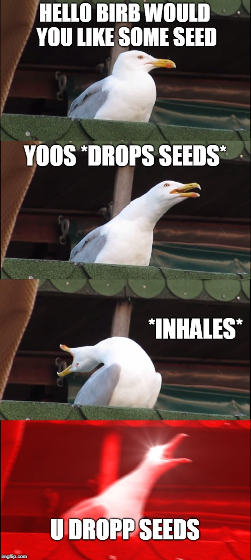 Inhaling Seagull | HELLO BIRB WOULD YOU LIKE SOME SEED; YOOS *DROPS SEEDS*; *INHALES*; U DROPP SEEDS | image tagged in memes,inhaling seagull | made w/ Imgflip meme maker